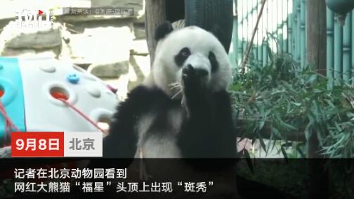 太秃然了!北京动物园回应网红熊猫秃头 面临