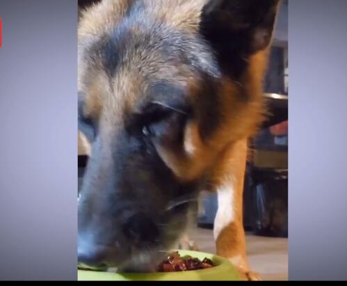 太残忍了！宠物博主让狗当大胃王 被强制喂食的宠物生无可恋