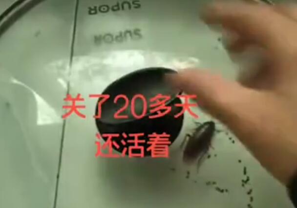 【把牢底坐穿】蟑螂被盖在锅盖下20天还是活蹦乱跳