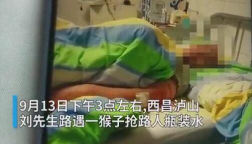 男子见义勇为被猴群报复什么情况?终于真相了,原来是这样!