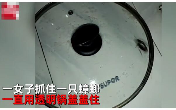 【心态崩了】蟑螂被盖在锅盖下20天 不吃不喝能活多久?