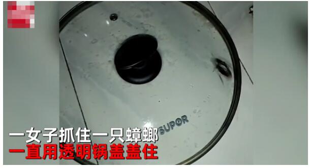 太扎心了！蟑螂被盖在锅盖下20天 实实在在的打不死的小强