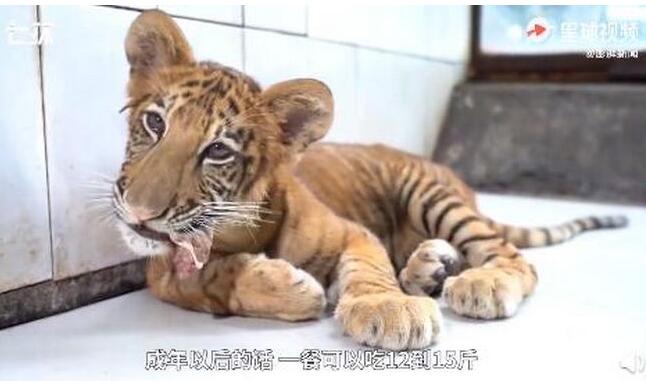 世界唯一虎狮虎兽宝宝满百天 有四分之三的老虎血统