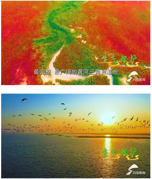 黄河入海丨生态优先绿色发展！山东推动黄河流域生态保护和高质量发展
