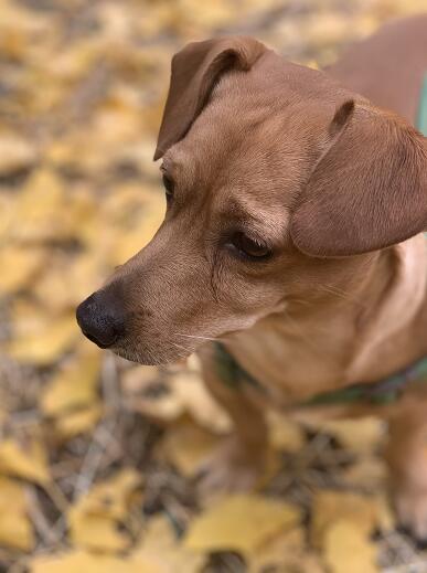 【重磅好消息】科学家找到抑制狂犬病毒关键开关 发病后死亡率近100%