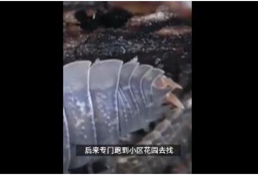 昆明9万学生全城找鼠妇做实验 什么是鼠妇？商家叫价卖5毛一只
