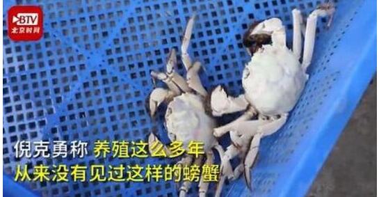 基因突变？白色大闸蟹隔着壳能看到蟹黄 螃蟹的脚也都是白色