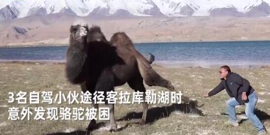 【万物有灵性】骆驼铁丝缠脚被解救长鸣感谢 三名自驾小伙有爱心
