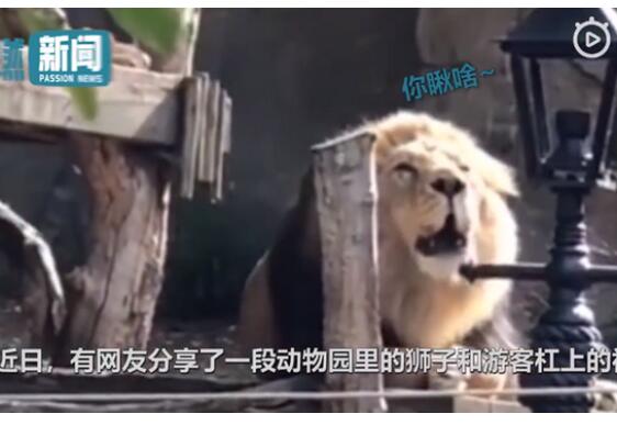 【你过来啊】动物园狮子与游客对吼 狮子累到拒绝说话瘫睡