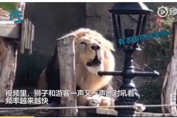 【你过来啊】动物园狮子与游客对吼 狮子累到拒绝说话瘫睡