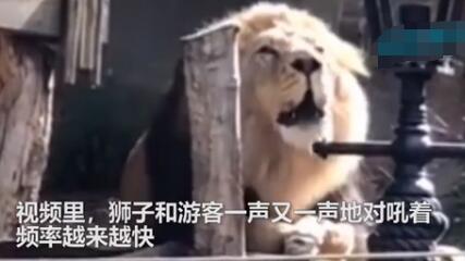 【吃瓜围观】动物园狮子与游客对吼冲上热搜 到底发生了什么？