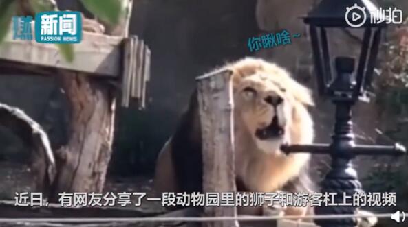 【迷惑行为大赏】动物园狮子与游客对吼结局亮了