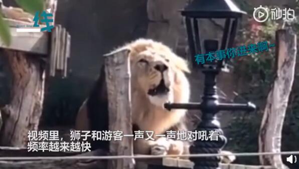 【迷惑行为大赏】动物园狮子与游客对吼结局亮了