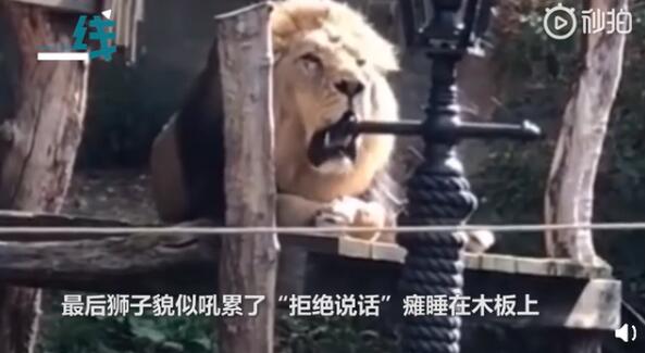 【迷惑行为大赏】动物园狮子与游客对吼结局亮了