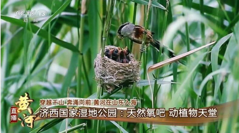 央视《直播黄河》水陆空多维视角关注济南——“黄河战略”奔腾 大城大河新生