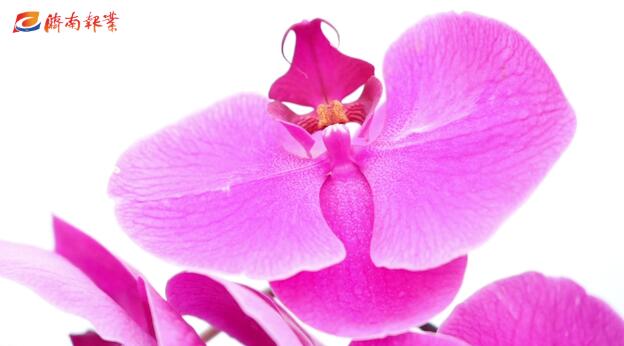 报业“花仙子”探花博 