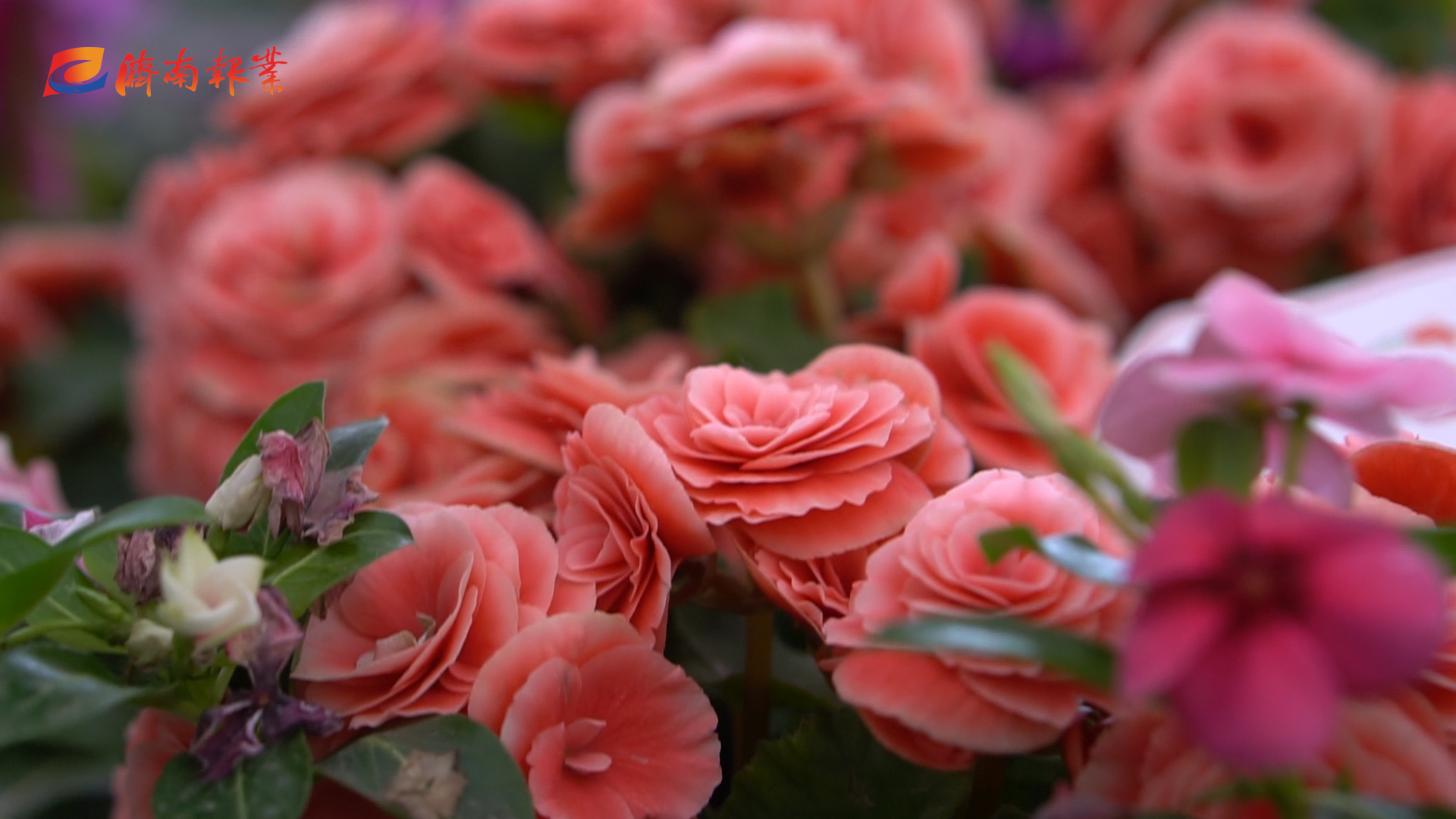 报业“花仙子”探花博 