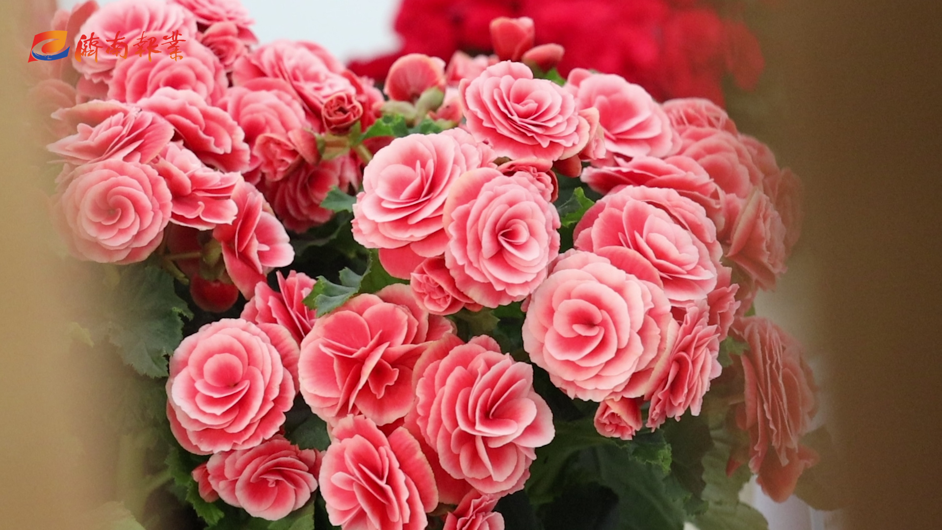 报业“花仙子”探花博 