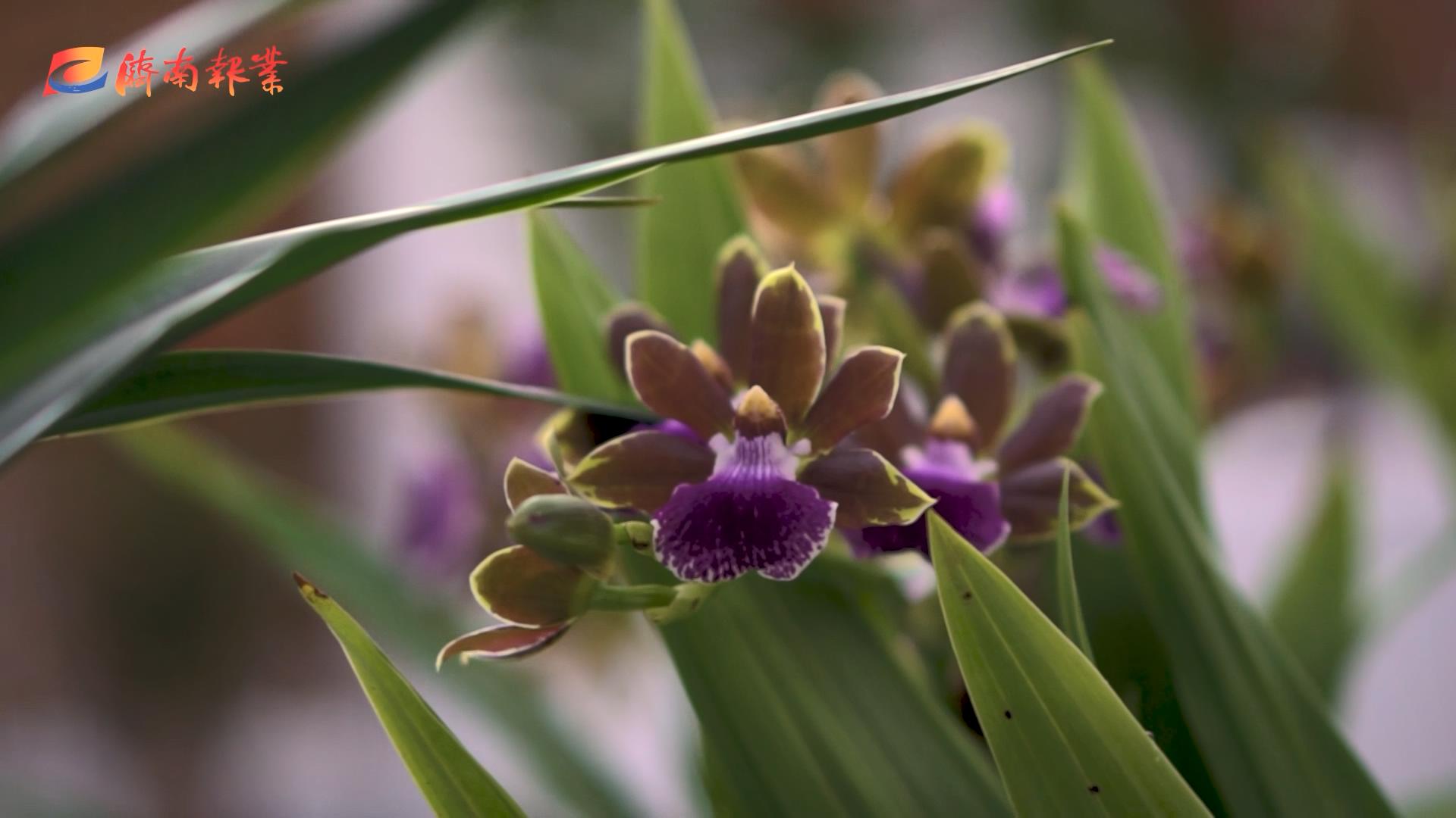 报业“花仙子”探花博 
