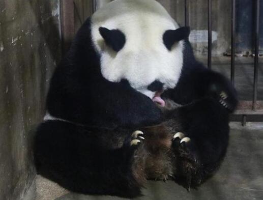 英雄母亲！20岁高龄大熊猫珠珠诞下一幼仔 妊娠期达134天
