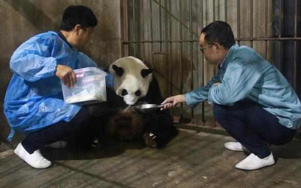 英雄母亲！20岁高龄大熊猫珠珠诞下一幼仔 妊娠期达134天