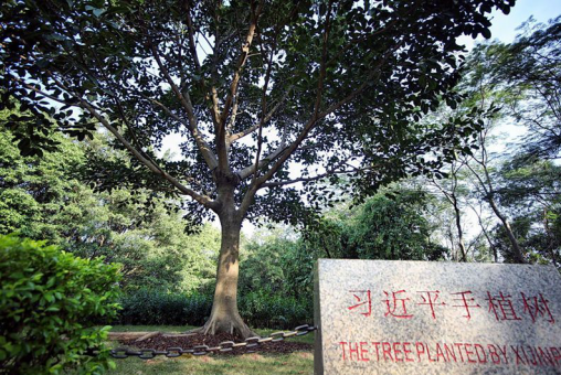  高山榕树印初心