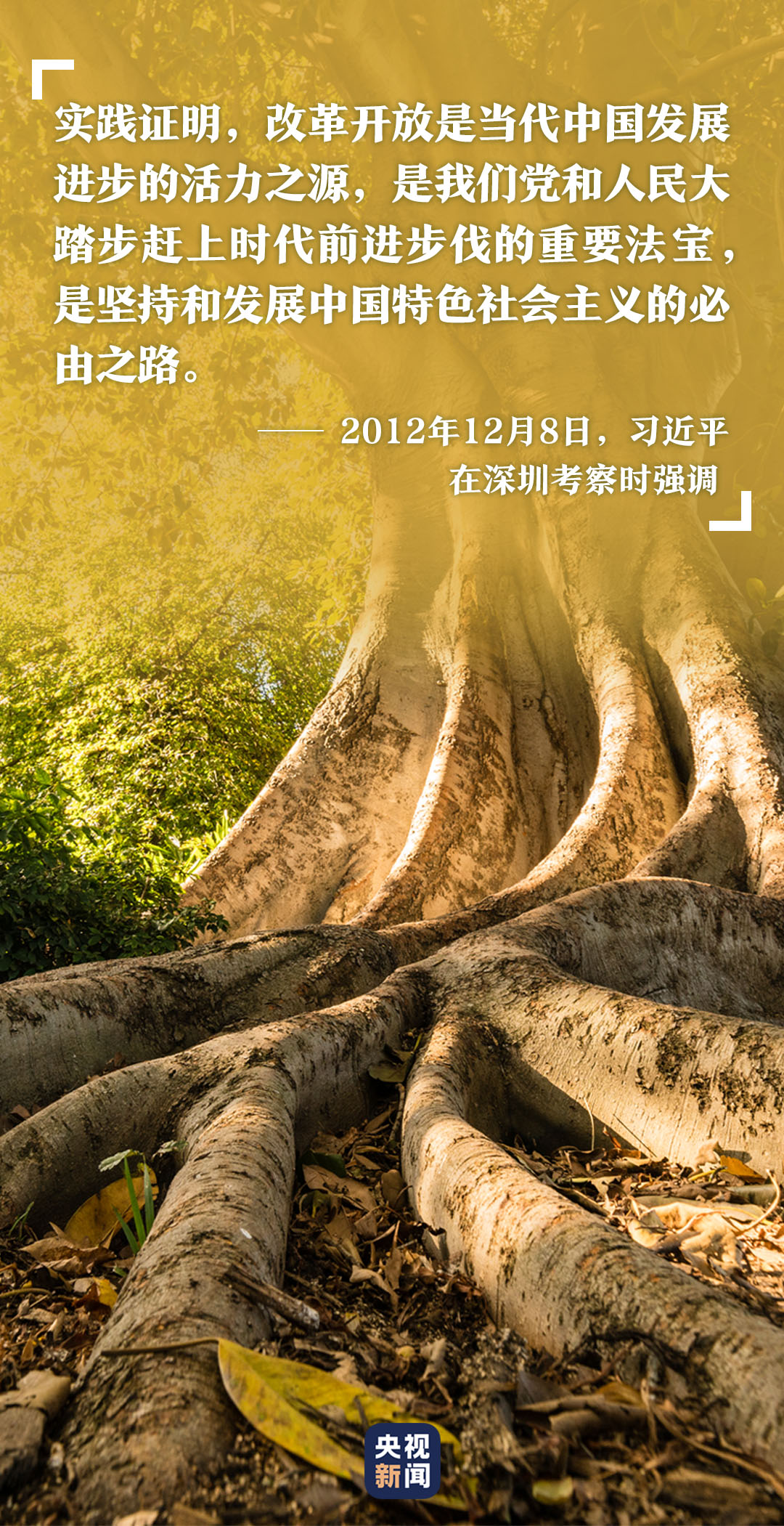  高山榕树印初心