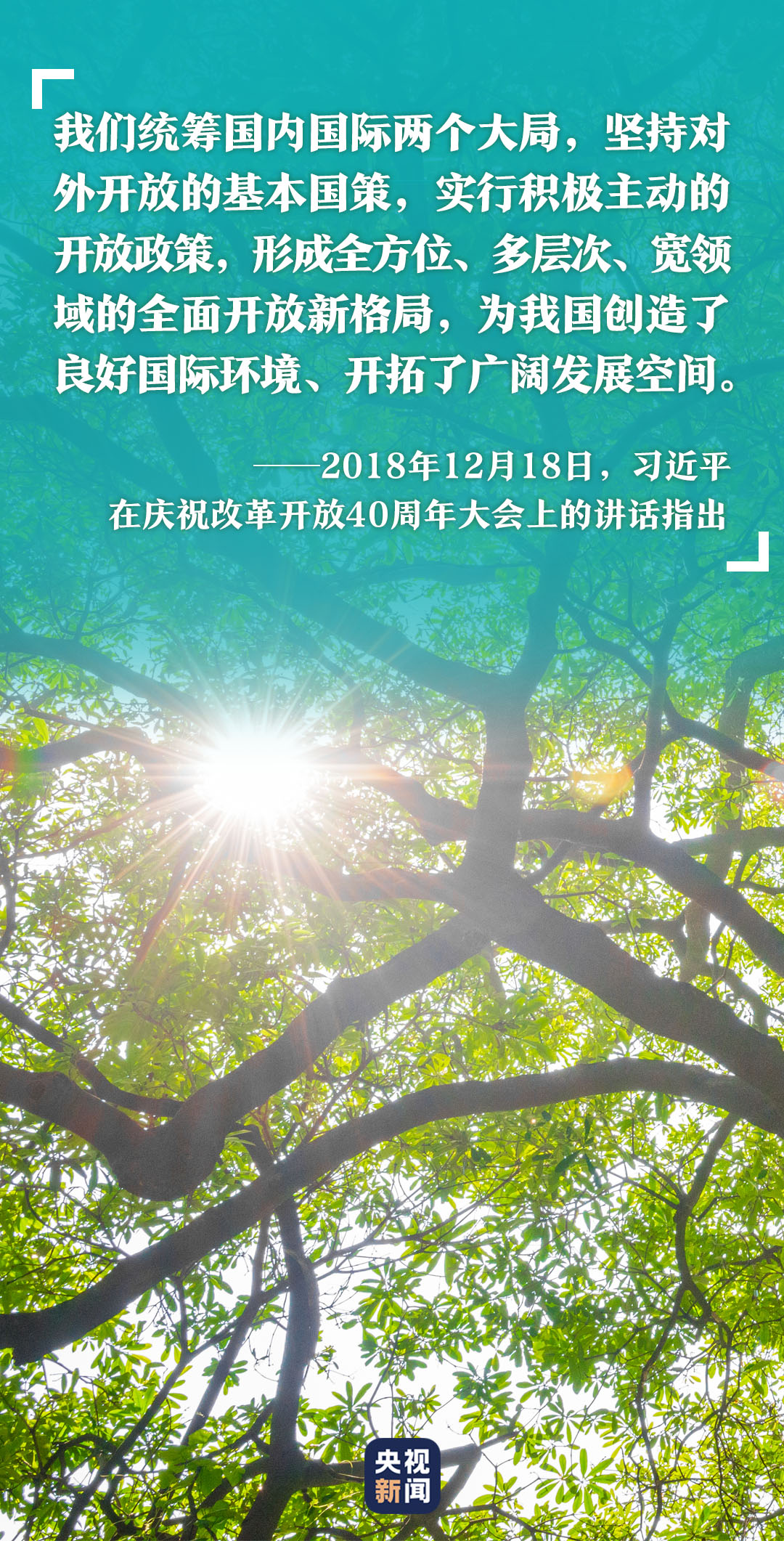  高山榕树印初心