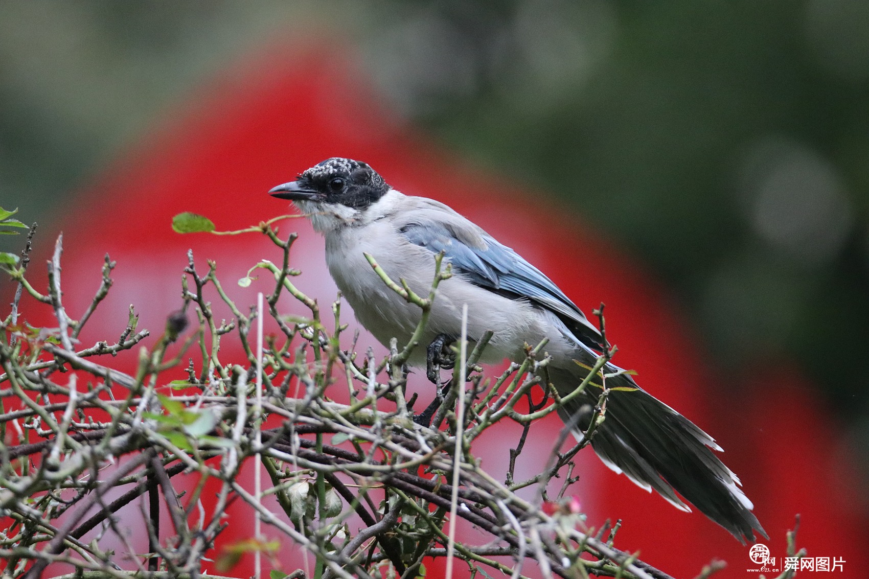 青岛八大关秋意浓