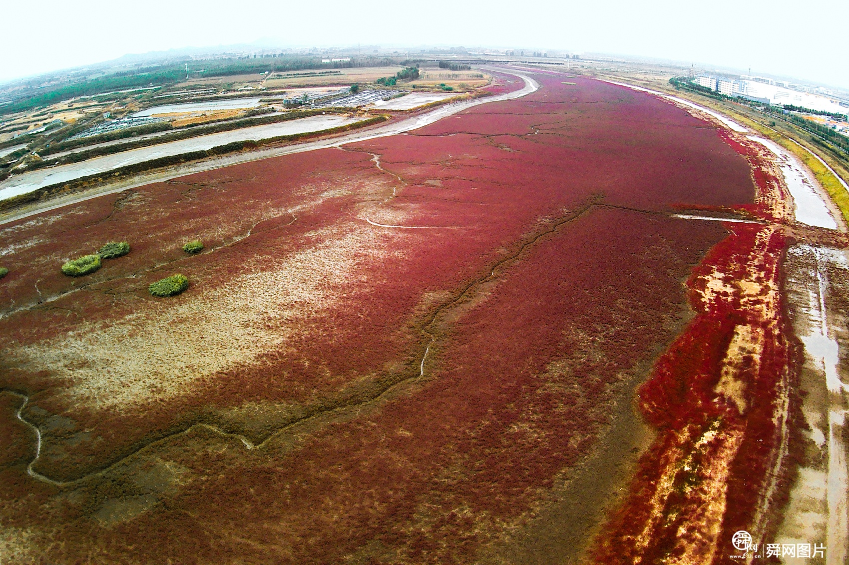 青岛：“红海滩”秋色浓