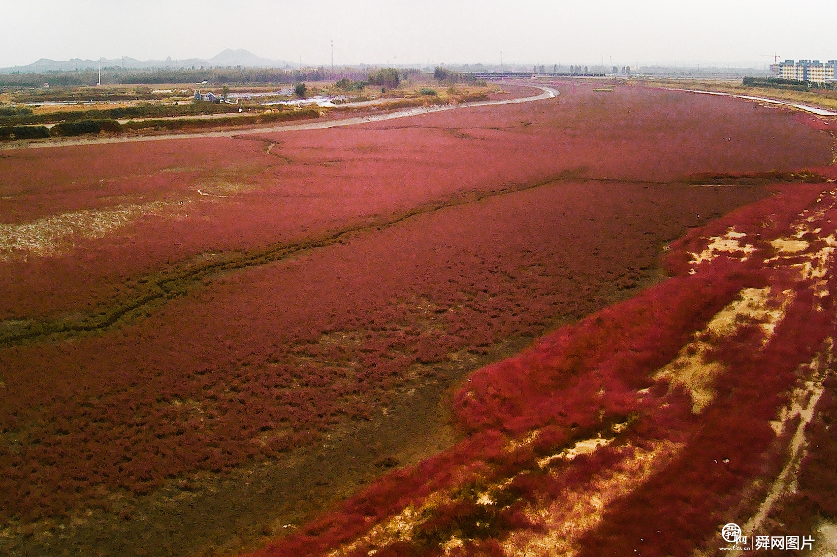 青岛：“红海滩”秋色浓