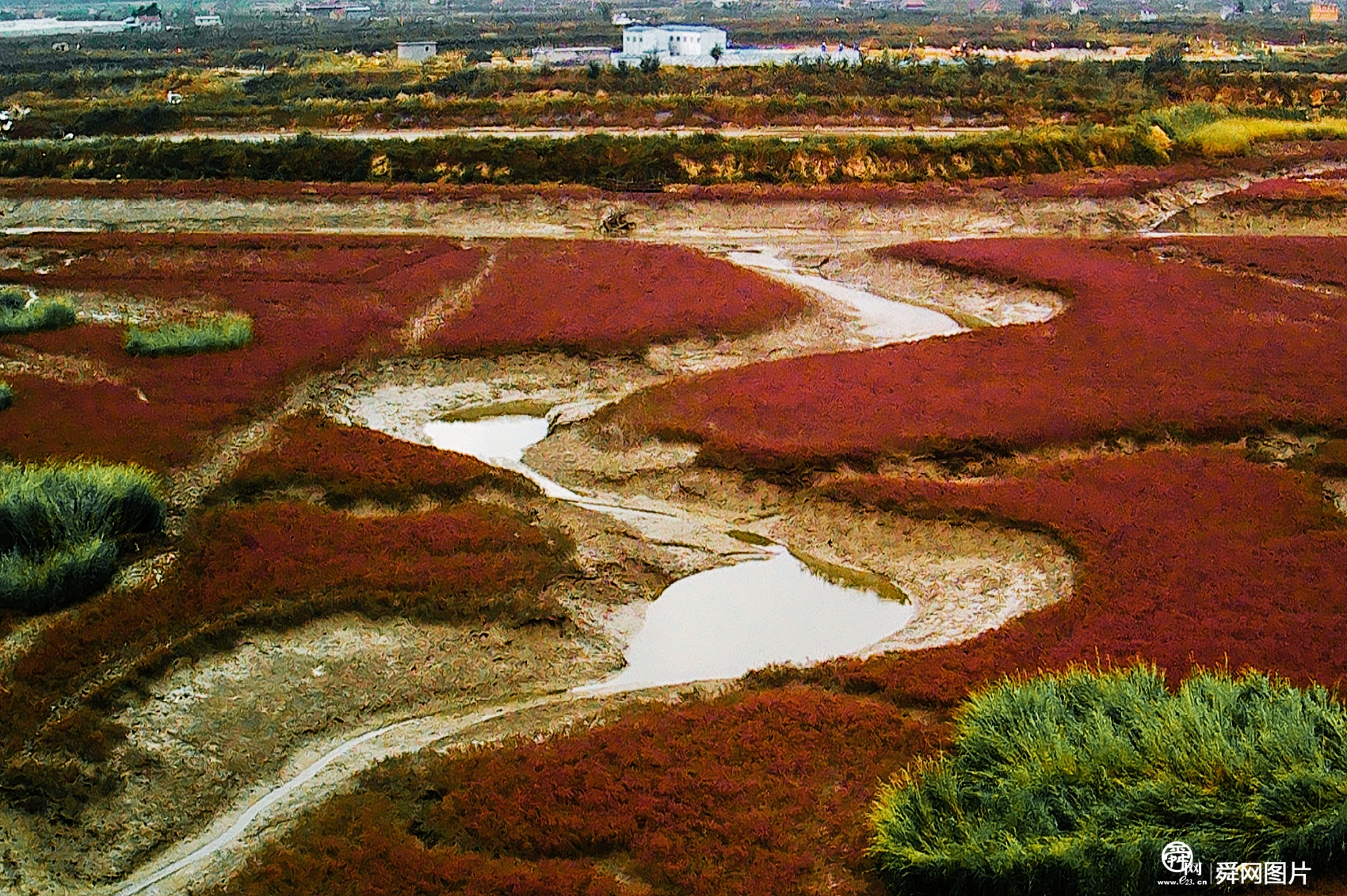 青岛：“红海滩”秋色浓
