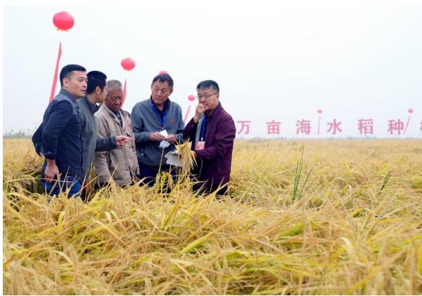 世界粮食日的特别礼物：中国十万亩海水稻平均亩产超千斤