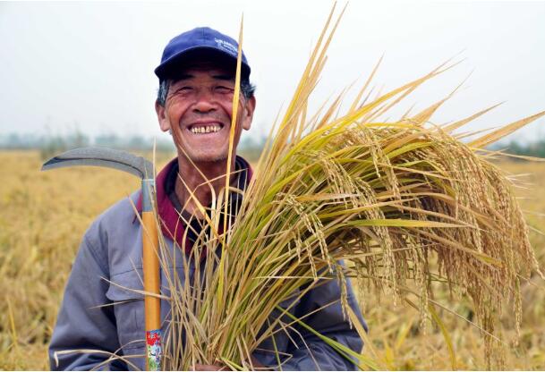 世界粮食日的特别礼物：中国十万亩海水稻平均亩产超千斤