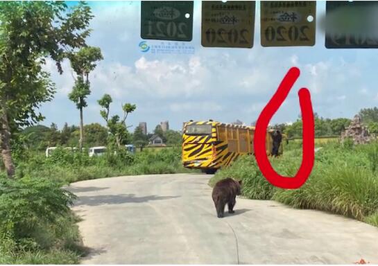 现场疑曝光！ 上海野生动物园一饲养员遭熊攻击身亡