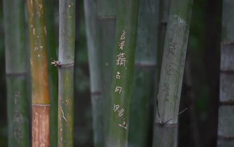 看不下去了！成都大熊猫基地景观竹遭游客刻划【多图】