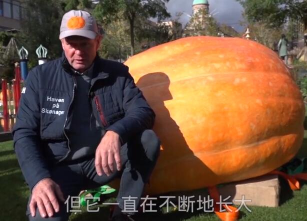 人有多大胆地有多大产！丹麦巨型南瓜970公斤破纪录