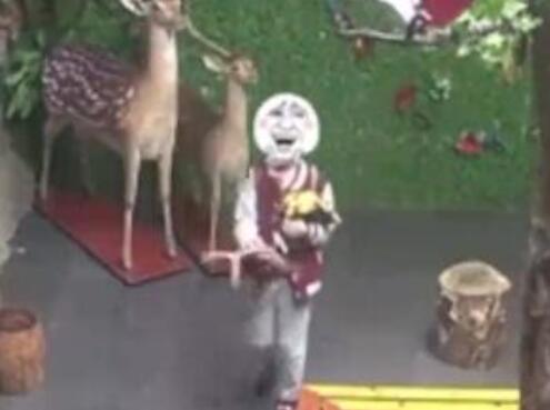 哭笑不得！小学生拔标本鹿角给爷爷补身体 错将鹿角当鹿茸