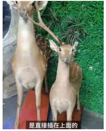 哭笑不得！小学生拔标本鹿角给爷爷补身体 错将鹿角当鹿茸