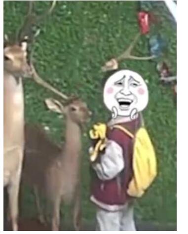 哭笑不得！小学生拔标本鹿角给爷爷补身体 错将鹿角当鹿茸