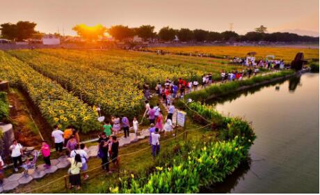 全国城市网媒大咖齐聚三水白坭，感受乡村振兴美丽新画卷→