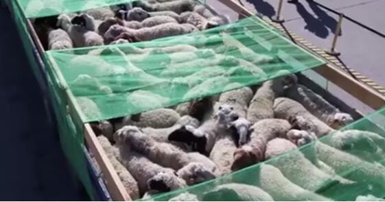 蒙古国3万只羊是如何体检的？全封闭隔离，逐个上泵