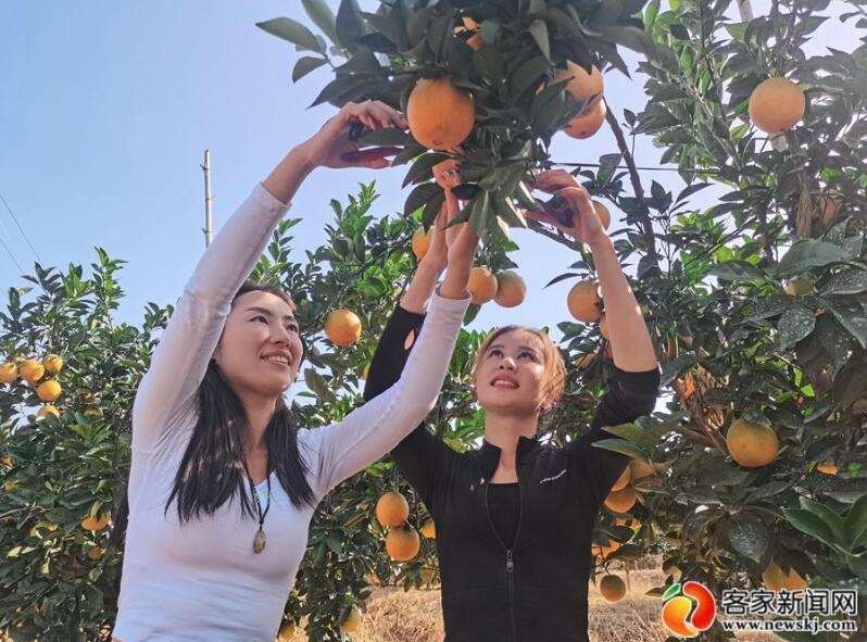 11月10日,信丰县安西镇的香山万亩精品果园橙之源基地,游客们观赏