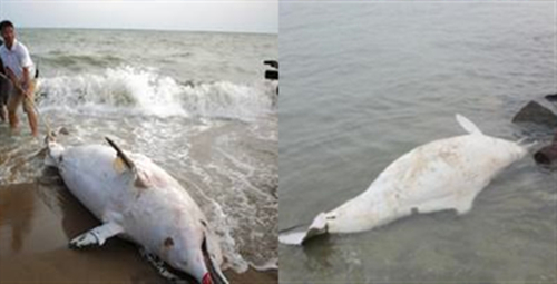 中华白海豚迷路误入东江后死亡，到底发生了什么？