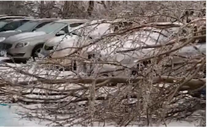 【一片狼藉】长春树木结冰折断多车被砸 现场发生了什么？
