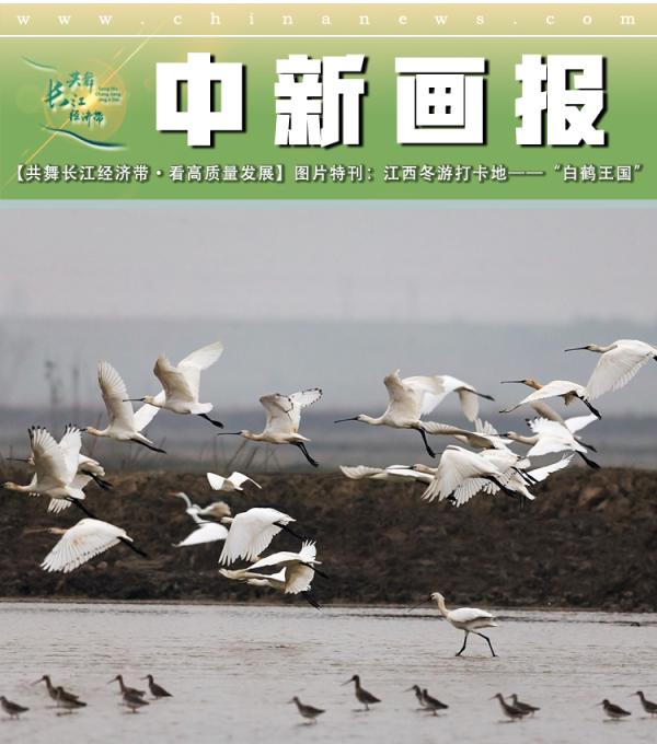 【共舞长江经济带·看高质量发展】图片特刊:江西冬游打卡地——“白鹤王国”