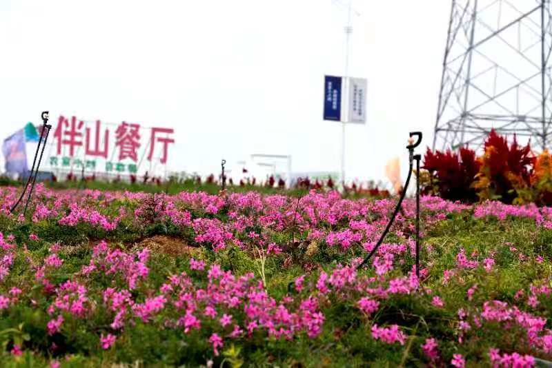 【济南市市花增选活动】小小玫瑰花成了乡村振兴大产业
