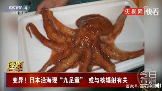 可怕!日本沿海现九足章或与核辐射相关 到底是咋回事?