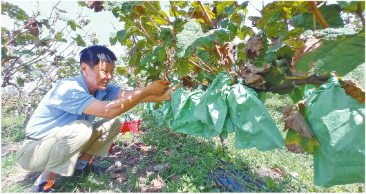 老知青重回故地变身“农场主” 招远大户陈家村党组织领办合作社，探索乡村振兴新路径