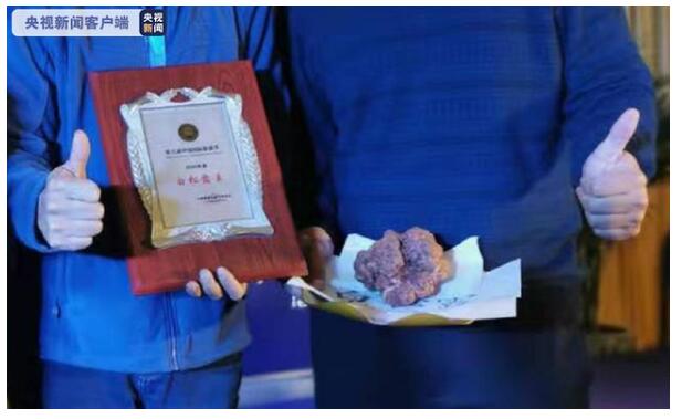 638克巨型白松露亮相昆明 与鱼子酱、鹅肝并列“世界三大珍馐”